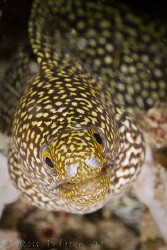 Hmmm, what lens have you got in there today?  Ningaloo Re... by Ross Gudgeon 